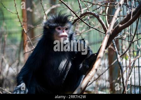 210329 -- KUNMING, 29 marzo 2021 -- Una scimmia dorata del fiume Nujiang salvata riposa in una residenza imitando l'ambiente selvaggio in un centro di protezione nei monti Gaoligong, nella provincia dello Yunnan della Cina sud-occidentale, il 12 marzo 2021. Xinhua in primo piano: Esplorare il hotspot cinese per la biodiversità ChenxXinbo PUBLICATIONxNOTxINxCHN Foto Stock