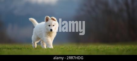 Cucciolo divertente carino Pastore Svizzero bianco ritratto di cane sul prato Foto Stock