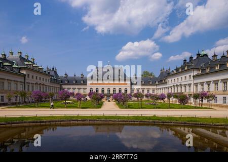 Cortile del Pillnitz Palace Park Lilac in piena fioritura Foto Stock