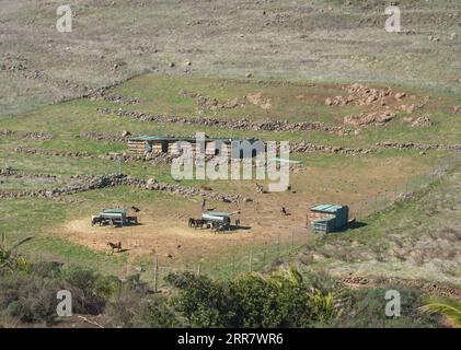 Pascolo di capre con baracche sulle colline in cima alla gola di Barranco del Agua a ovest dell'isola di la Gomera. Isole Canarie, Spagna Foto Stock