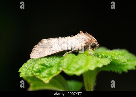 Laterale della falena del cavolo, Amyna virbioides, Satara, Maharashtra, India Foto Stock