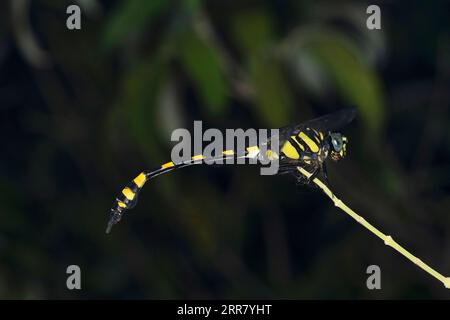 Pincertail Dragonfly, Onychogomphus forcipatus, Satara, Maharashtra, India Foto Stock