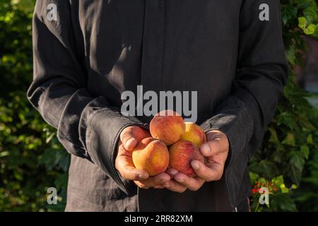 Frutta biologica. Cibo sano. Pesche biologiche fresche in mano agli agricoltori. Concetto agricolo e agricolo Foto Stock