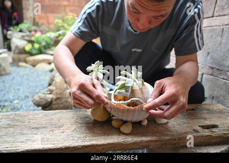 210421 -- JINJIANG, 21 aprile 2021 -- Cai Jingxiang trapianta una pianta succulenta in una conchiglia raccolta dalla spiaggia nella sua sala espositiva di deriva del mare nella città di Jinjiang, nella provincia del Fujian del sud-est della Cina, il 19 aprile 2021. CAI Jingjiang, un designer di pubblicità di carriera, è tornato cinque anni fa nella sua città natale al Tangdong Village, Jinjing Township della città di Jinjiang. Ha trovato ispirazione dalle deriva marine che si sono gettate a riva vicino al suo villaggio, molte delle quali in forme uniche. Un giorno dopo l'altro, Cai cercò attraverso la spiaggia e portò a casa drift con potenziale artistico, e li trasformò io Foto Stock