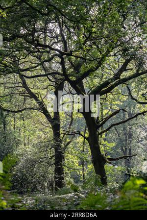 Scena estiva nel bosco, mentre la luce del sole del mattino filtra tra tra gli alberi in un bosco del Worcestershire. Foto Stock