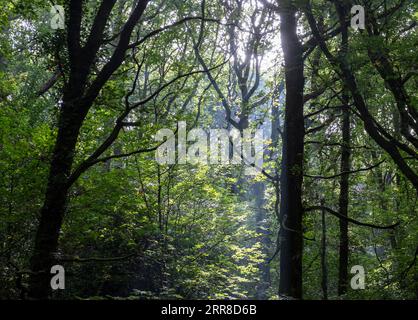 Scena estiva nel bosco, mentre la luce del sole del mattino filtra tra tra gli alberi in un bosco del Worcestershire. Foto Stock