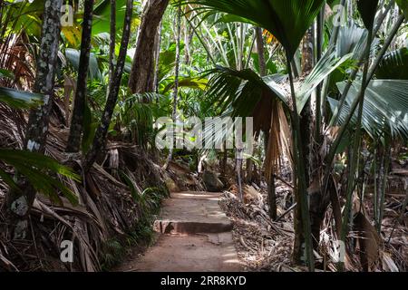 Una strada attraversa la foresta di palme. Parco naturale Vallee de mai, isola di Praslin, Seychelles Foto Stock