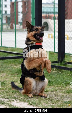 210512 -- LANZHOU, 12 maggio 2021 -- Un cane di soccorso partecipa ad un addestramento di base presso il National Urban Search and Rescue USAR Training Center di Lanzhou nella contea di Yuzhong di Lanzhou, capitale della provincia del Gansu della Cina nord-occidentale, 10 maggio 2021. Il National USAR Training Center di Lanzhou dispone di una squadra di soccorso composta da polizia armata, personale medico e membri dell'amministrazione del terremoto cinese. Il centro, che dispone di campi di formazione professionale multifunzionali, strutture e attrezzature, può formare squadre di soccorso professionali per affrontare circostanze complicate. Nel frattempo, a livello statale Foto Stock