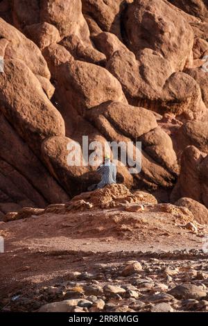 Berbero seduto di fronte alle montagne, gole di Dades in Marocco durante il tramonto Foto Stock