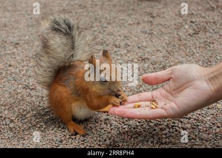 Lo scoiattolo mangia le noci dalla mano a terra nel parco. Dare da mangiare allo scoiattolo, da vicino Foto Stock