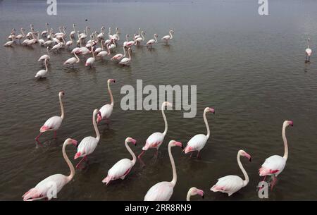 210517 -- ANKARA, 17 maggio 2021 -- i fenicotteri si vedono in un lago vicino ad Ankara, Turchia, 16 maggio 2021. Foto di /Xinhua TURKEY-ANKARA-FLAMINGO MustafaxKaya PUBLICATIONxNOTxINxCHN Foto Stock