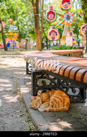 Un gatto di zenzero dorme all'ombra sotto una panchina in un parco cittadino in una giornata di sole d'estate. Foto Stock