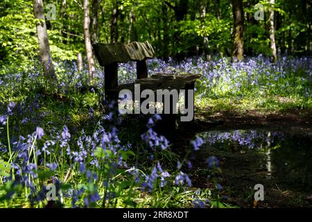 210520 -- BUCKINGHAMSHIRE, 20 maggio 2021 -- foto scattata il 19 maggio 2021 mostra campane bluebells a Philipshill Wood, Buckinghamshire, Gran Bretagna. BRITAIN-BUCKINGHAMSHIRE-BLUEBELLS HanxYan PUBLICATIONxNOTxINxCHN Foto Stock