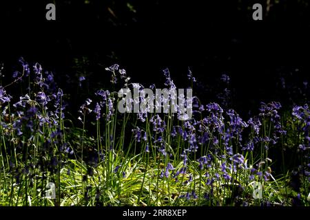 210520 -- BUCKINGHAMSHIRE, 20 maggio 2021 -- foto scattata il 19 maggio 2021 mostra campane bluebells a Philipshill Wood, Buckinghamshire, Gran Bretagna. BRITAIN-BUCKINGHAMSHIRE-BLUEBELLS HanxYan PUBLICATIONxNOTxINxCHN Foto Stock