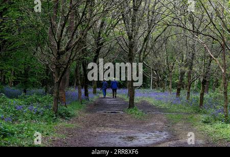 210520 -- BUCKINGHAMSHIRE, 20 maggio 2021 -- foto scattata il 19 maggio 2021 mostra campane bluebells a Philipshill Wood, Buckinghamshire, Gran Bretagna. BRITAIN-BUCKINGHAMSHIRE-BLUEBELLS HanxYan PUBLICATIONxNOTxINxCHN Foto Stock