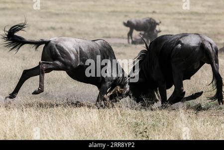 210521 -- NAIROBI, 21 maggio 2021 -- la foto del file scattata il 23 luglio 2016 mostra due GNU che combattono l'uno contro l'altro presso la riserva nazionale Maasai Mara, Kenya. La giornata internazionale per la diversità biologica cade il 22 maggio. AFRICA-BIODIVERSITÀ-ANIMALE PanxSiwei PUBLICATIONxNOTxINxCHN Foto Stock