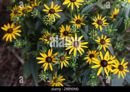 Rudbeckia Fulgida (piccola Goldstar) Foto Stock