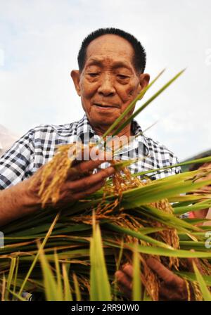 210522 -- PECHINO, 22 maggio 2021 -- la foto del file scattata il 19 agosto 2013 mostra Yuan Longping che ispeziona la piantagione sperimentale di riso ibrido nella contea di Guanyang, nella regione autonoma Guangxi Zhuang della Cina meridionale. Lo scienziato cinese Yuan Longping, famoso per aver sviluppato il primo ceppo di riso ibrido che ha tirato fuori dalla fame innumerevoli persone, è morto di malattia alle 91 di sabato. CHINA-YUAN LONGPING-PADRE DEL RISO IBRIDO-MORTE CN LUXBOAN PUBLICATIONXNOTXINXCHN Foto Stock
