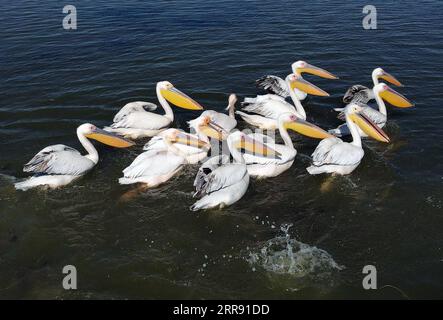 210523 -- KONYA, 23 maggio 2021 -- i pellicani nuotano sull'acqua a Konya, Turchia, 22 maggio 2021. Foto di /Xinhua TURKEY-KONYA-PELICANS MustafaxKaya PUBLICATIONxNOTxINxCHN Foto Stock