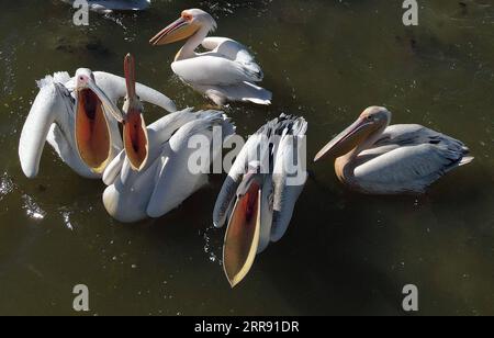 210523 -- KONYA, 23 maggio 2021 -- i pellicani nuotano sull'acqua a Konya, Turchia, 22 maggio 2021. Foto di /Xinhua TURKEY-KONYA-PELICANS MustafaxKaya PUBLICATIONxNOTxINxCHN Foto Stock