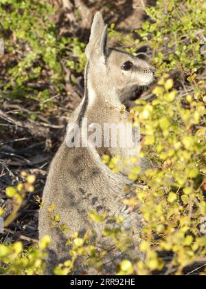210525 -- SYDNEY, 25 maggio 2021 -- la foto del file scattata il 26 settembre 2018 mostra un wallaby a coda di cavallo all'Avocet Nature Refuge nel Queensland centrale, Australia. Una popolazione di wallaby a coda di chiglia nello stato australiano del Queensland è stata riportata dall'orlo dell'estinzione, dopo che gli scienziati della conservazione hanno sperimentato una tecnica di intervento mai utilizzata prima sui mammiferi terrestri. Questa nuova strategia di conservazione, rivelata martedì, è stata condotta dagli scienziati dell'Università del nuovo Galles del Sud UNSW, dando al wallaby dalla coda di chiglia una testa che inizia nella vita. L'articolo Foto Stock