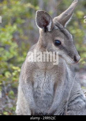 210525 -- SYDNEY, 25 maggio 2021 -- la foto del file scattata il 26 settembre 2018 mostra un wallaby a coda di cavallo all'Avocet Nature Refuge nel Queensland centrale, Australia. Una popolazione di wallaby a coda di chiglia nello stato australiano del Queensland è stata riportata dall'orlo dell'estinzione, dopo che gli scienziati della conservazione hanno sperimentato una tecnica di intervento mai utilizzata prima sui mammiferi terrestri. Questa nuova strategia di conservazione, rivelata martedì, è stata condotta dagli scienziati dell'Università del nuovo Galles del Sud UNSW, dando al wallaby dalla coda di chiglia una testa che inizia nella vita. L'articolo Foto Stock