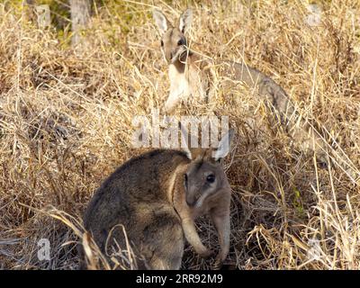 210525 -- SYDNEY, 25 maggio 2021 -- foto del file scattata il 26 settembre 2018 mostra wallaby bridled nailtail all'Avocet Nature Refuge nel Queensland centrale, Australia. Una popolazione di wallaby a coda di chiglia nello stato australiano del Queensland è stata riportata dall'orlo dell'estinzione, dopo che gli scienziati della conservazione hanno sperimentato una tecnica di intervento mai utilizzata prima sui mammiferi terrestri. Questa nuova strategia di conservazione, rivelata martedì, è stata condotta dagli scienziati dell'Università del nuovo Galles del Sud UNSW, dando al wallaby dalla coda di chiglia una testa che inizia nella vita. L'articolo Foto Stock