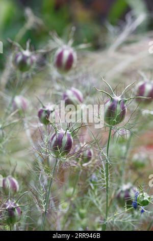 Nigella damascena 'Jewelsl persiano' seedhead. L'amore-nel-mist seedpod. Foto Stock