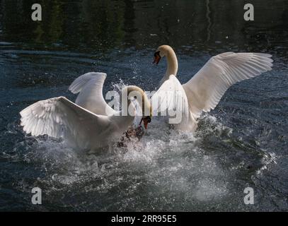 210528 -- SAINT-LAURENT-DU-VAR FRANCIA, 28 maggio 2021 -- Un paio di cigni si vedono nel mare a Saint-Laurent-du-Var, nel sud della Francia, il 27 maggio 2021. Foto di /Xinhua FRANCE-SAINT-LAURENT-DU-VAR-SWAN SergexHaouzi PUBLICATIONxNOTxINxCHN Foto Stock