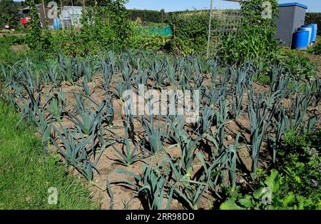 cipolle che crescono nel giardino di riscatto, norfolk, inghilterra Foto Stock