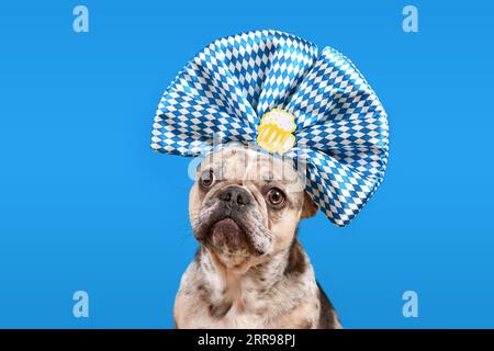 Cane Bulldog francese con fascia a nastro Oktoberfest con colori tradizionali blu e bianco e tazza di birra su sfondo blu Foto Stock