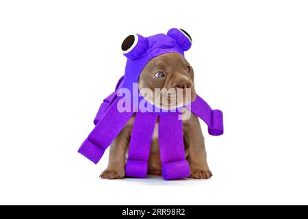Divertente cucciolo francese Bulldog con costume viola Halloween Octopus dog su sfondo bianco Foto Stock