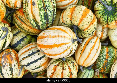 Vista dall'alto della pila di colorate squash di Acorn a righe Foto Stock