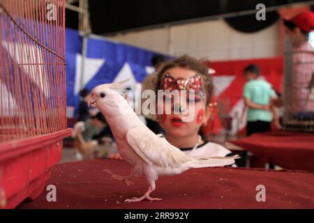 210602 -- GAZA, 2 giugno 2021 -- Un bambino palestinese guarda un uccello ad una mostra per animali domestici a Gaza City, il 2 giugno 2021. Foto di /Xinhua MIDEAST-GAZA CITY-PETS-EXHIBITION RizekxAbdeljawad PUBLICATIONxNOTxINxCHN Foto Stock