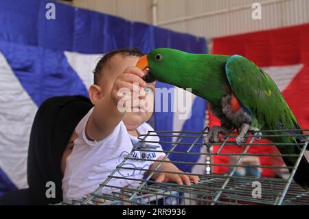 210602 -- GAZA, 2 giugno 2021 -- Un bambino palestinese tocca un pappagallo in una mostra per animali domestici a Gaza City, il 2 giugno 2021. Foto di /Xinhua MIDEAST-GAZA CITY-PETS-EXHIBITION RizekxAbdeljawad PUBLICATIONxNOTxINxCHN Foto Stock