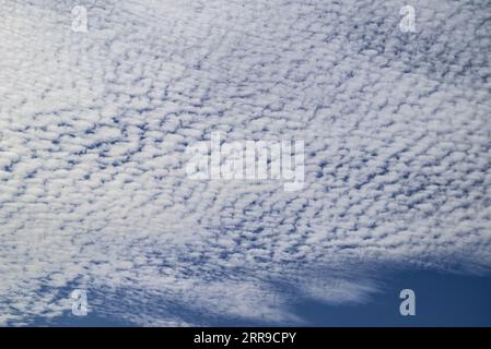 Un cielo di sgombro di nubi cirrocumulo o altcumulo ad alta quota. Foto Stock