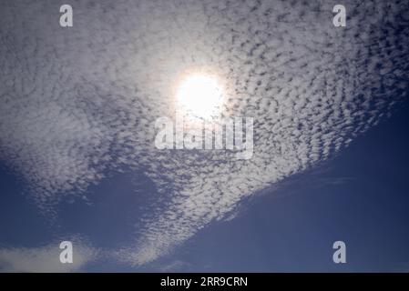 Un cielo di sgombro di nubi cirrocumulo o altcumulo ad alta quota. Foto Stock