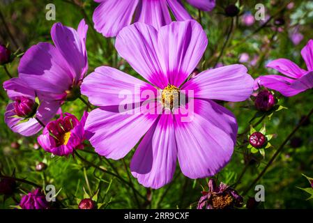 Il Cosmos bipinnatus, noto anche come Garden Cosmos o Mexican Aster. fiore viola. Foto Stock