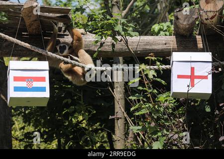 210613 -- ZAGABRIA, 13 giugno 2021 -- Un gibbon tenta di prevedere il risultato della partita di calcio UEFA EURO 2020 tra Inghilterra e Croazia allo zoo di Zagabria, Croazia, 12 giugno 2021. /Pixsell via Xinhua SPCROATIA-ZAGABRIA-UEFA EURO 2020-GIBBONS-PREDICTION TomislavxMiletic PUBLICATIONxNOTxINxCHN Foto Stock