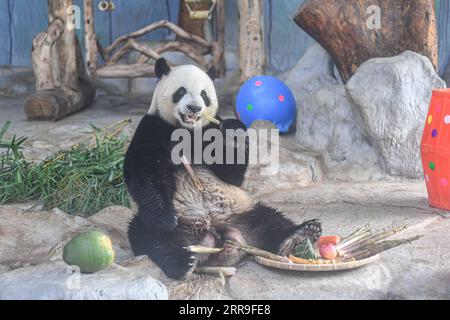 210614 -- HAIKOU, 14 giugno 2021 -- panda gigante Shun Shun si nutre di spuntini forniti in occasione del Dragon Boat Festival presso l'Hainan Tropical Wildlife Park and Botanical Garden di Haikou, nella provincia di Hainan, nel sud della Cina, 14 giugno 2021. Per celebrare il Dragon Boat Festival che è caduto lunedì, il personale dell'Hainan Tropical Wildlife Park and Botanical Garden ha preparato spuntini speciali per gli animali. CHINA-HAINAN-HAIKOU-DRAGON BOAT FESTIVAL-ZOO-PANDA CN PUXXIAOXU PUBLICATIONXNOTXINXCHN Foto Stock