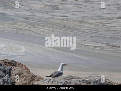 210614 -- ISTANBUL, 14 giugno 2021 -- foto scattata l'11 giugno 2021 mostra mucillage noto come Sea Snot nel Mar di Marmara al largo di Istanbul, Turchia. La Turchia si sta preparando per combattere la mucillagine che affligge il Mar di Marmara nella regione industriale densamente popolata del paese. Foto di /Xinhua TURKEY-ISTANBUL-MUCILAGE-CLEANUP OsmanxOrsal PUBLICATIONxNOTxINxCHN Foto Stock