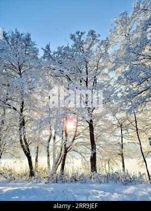 Bellissimi scatti di alberi dopo una forte nevicata nel tempo soleggiato Foto Stock