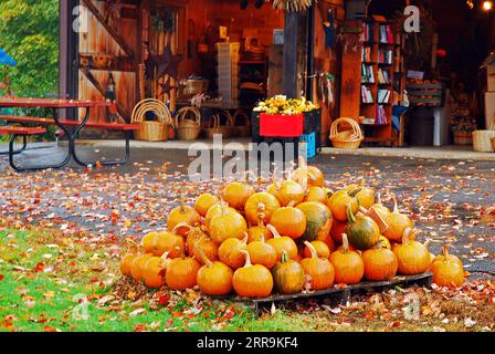 Le zucche sono in vendita in autunno in una fattoria a bordo strada nel Vermont, pronta per essere decorata per Halloween Foto Stock