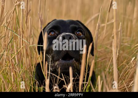 ritratto del cane labrador in un campo di erba alta Foto Stock