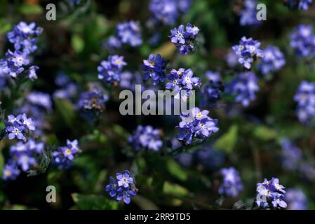 Dimenticami, non in primavera, aprile, Inghilterra Foto Stock