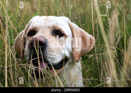 ritratto del cane labrador in un campo di erba alta Foto Stock