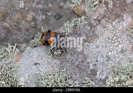 Sexton Beetle a Skokholm, Pembrokeshire, galles Foto Stock
