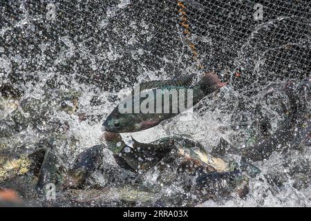 210708 -- BATANGAS, 8 luglio 2021 -- i pesci Tilapia sono visti vicino all'isola vulcanica di Taal nella provincia di Batangas, nelle Filippine, l'8 luglio 2021. FILIPPINE-BATANGAS-PESCA RouellexUmali PUBLICATIONxNOTxINxCHN Foto Stock