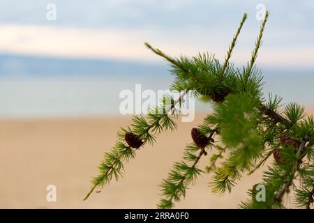 Baikal Larch Pine conia sulla sfocata Send Baikal Beach Foto Stock