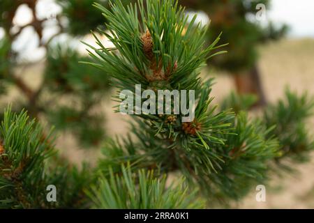 Baikal Pine Cones Close Up Soft background Foto Stock